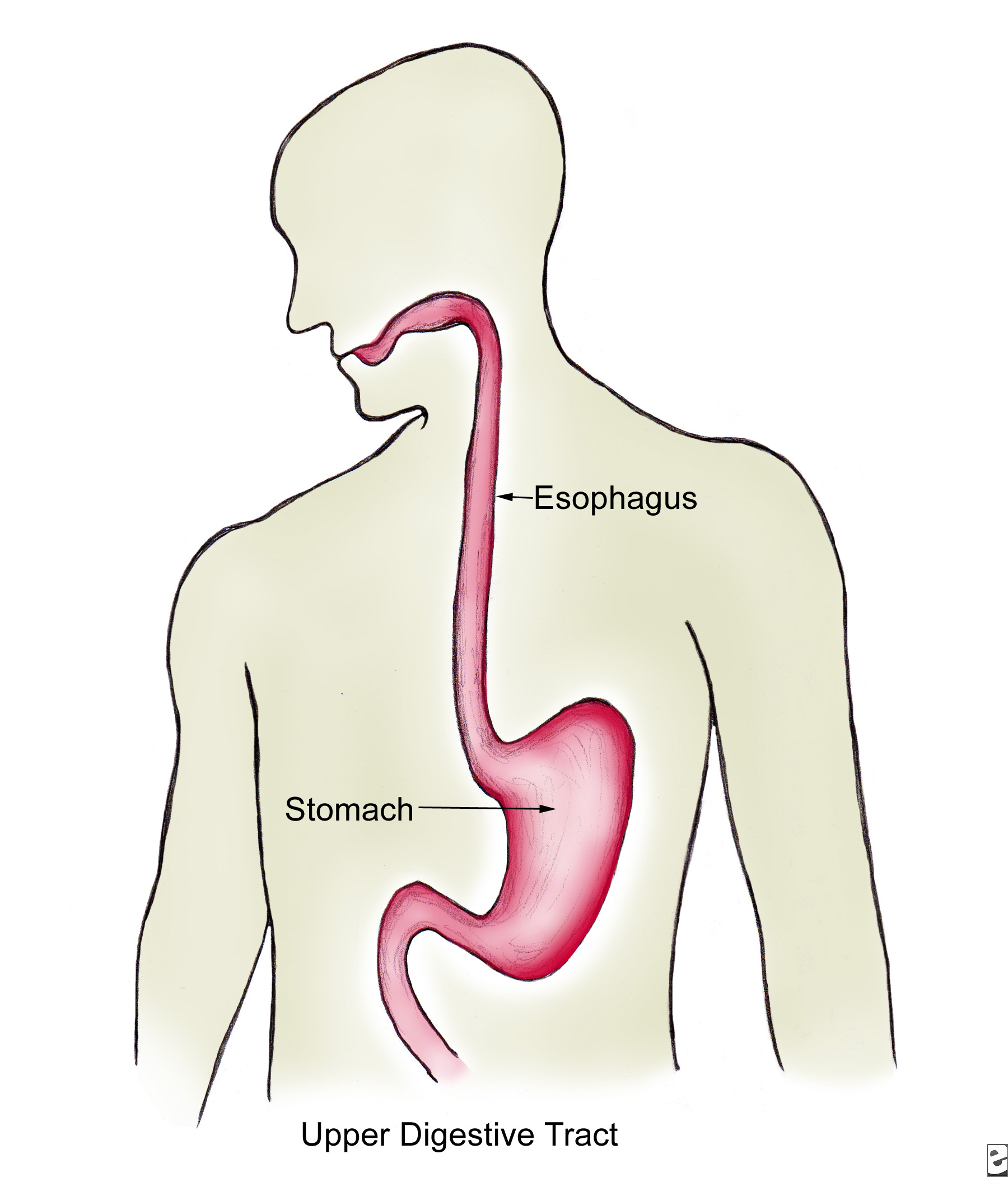 Esophagus- Anatomy, Functions and Conditions